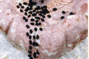 Blood of the Maccabees