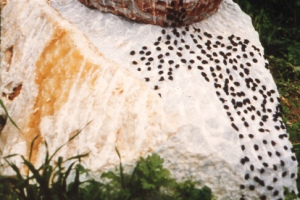 Blood of the Maccabees